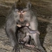 monkey_macaque_balinese_mf_ubud_v_1422_bal5143.jpg
